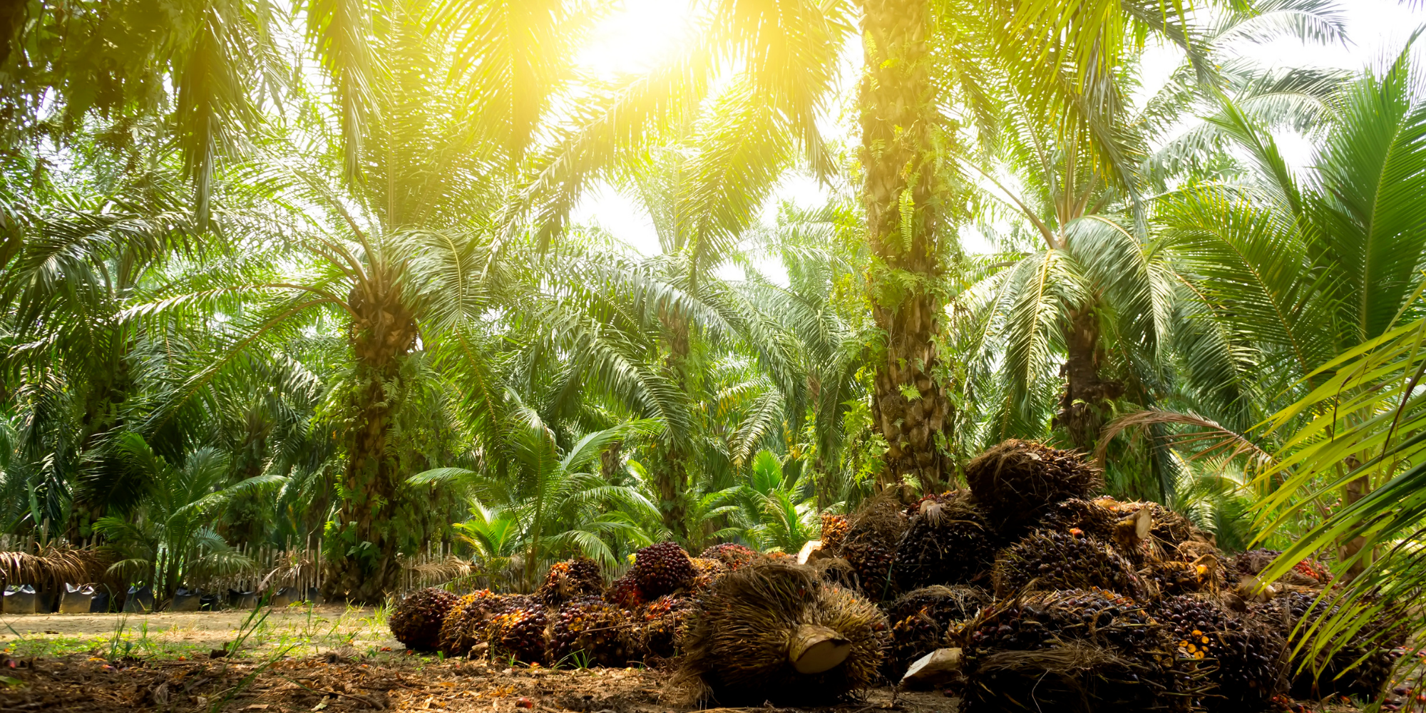 Пальмовый пальмоядровый. Масличная Пальма. Malaysia Palm. Palm Oil Market Flows 2022.